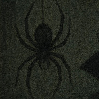 Spiders
